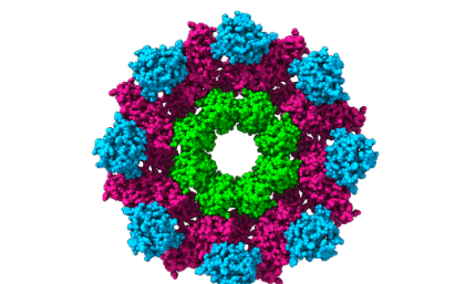 The ring-like structure of the SARM1 protein, developed with X-ray crystallography and cryo-electron microscopy.